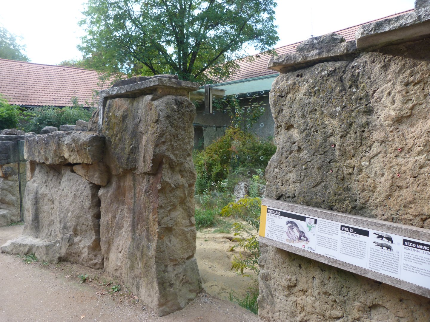 Central African ratel exhibit -Zoo Praha (2025)