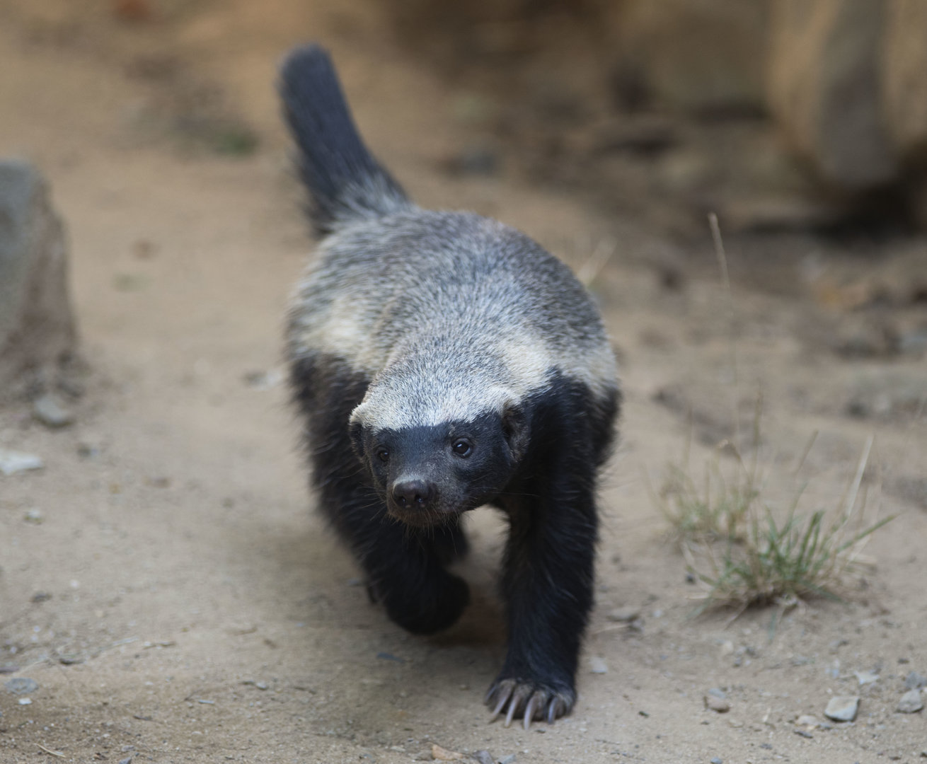 Central African ratel (Mellivora capensis cottoni)