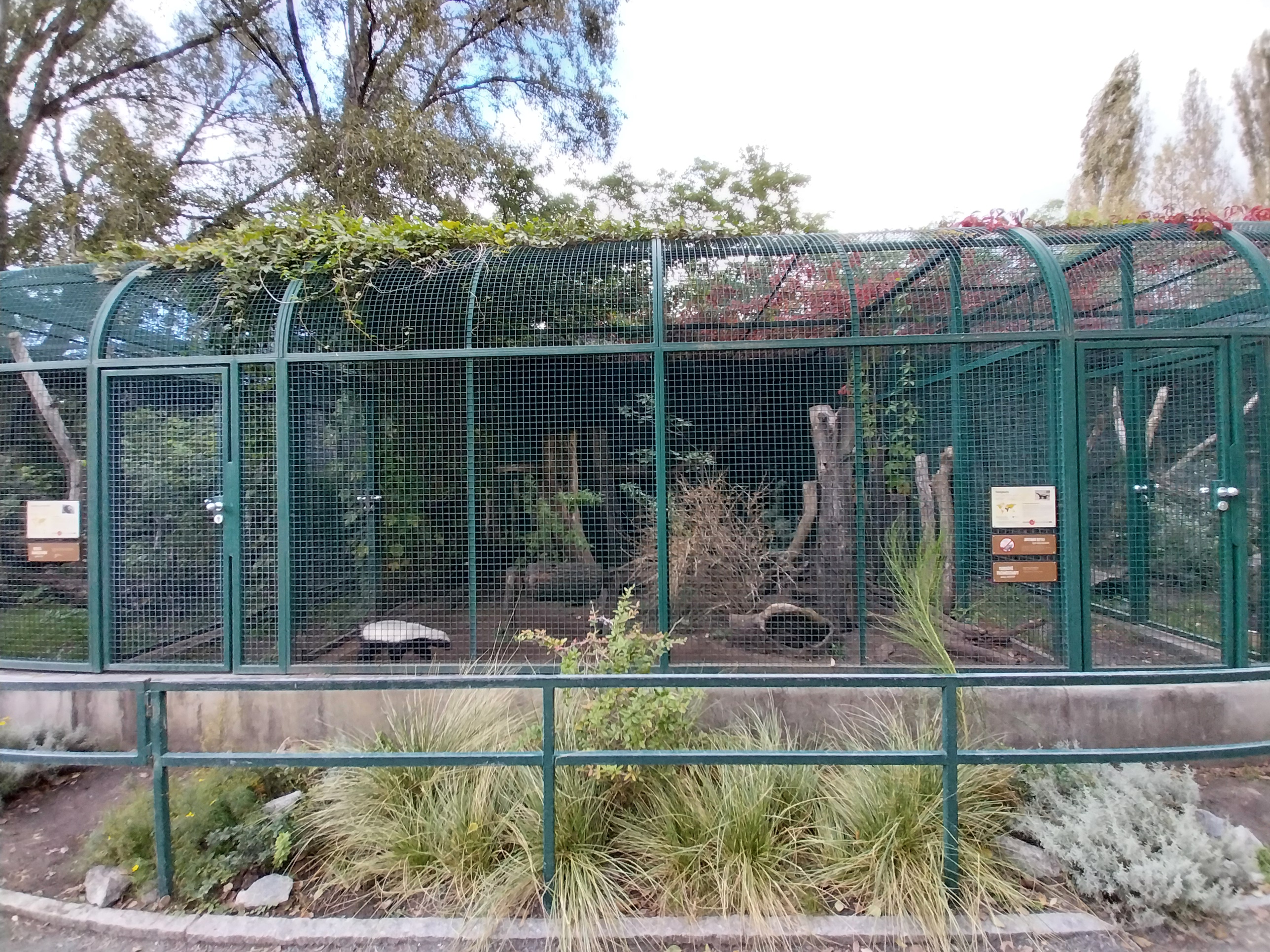 Central African Ratel (Mellivora capensis cottoni)