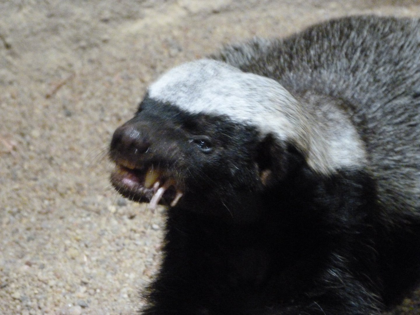 Central African ratel -Zoo Praha (2025)