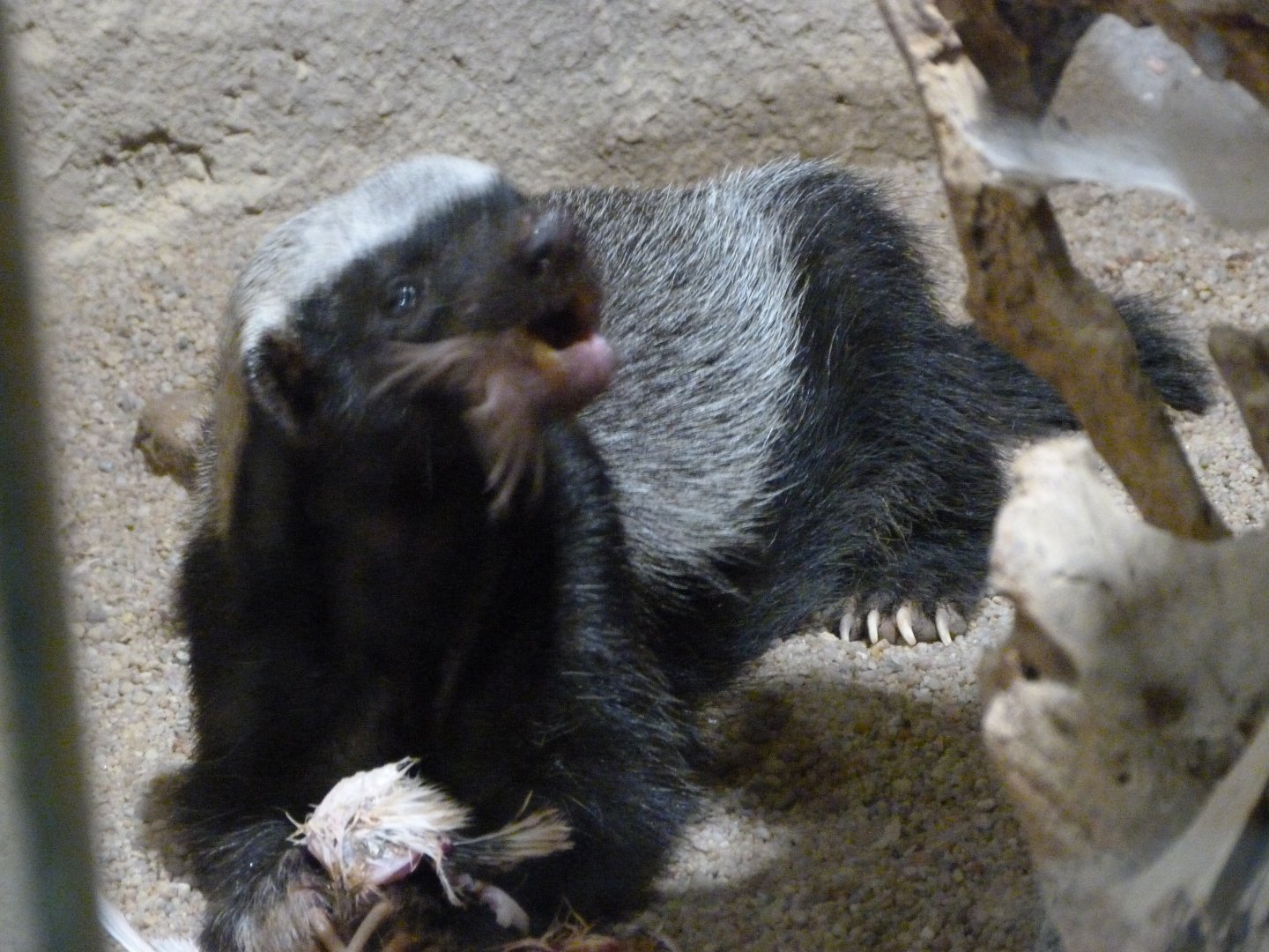 Central African ratel -Zoo Praha (2025)