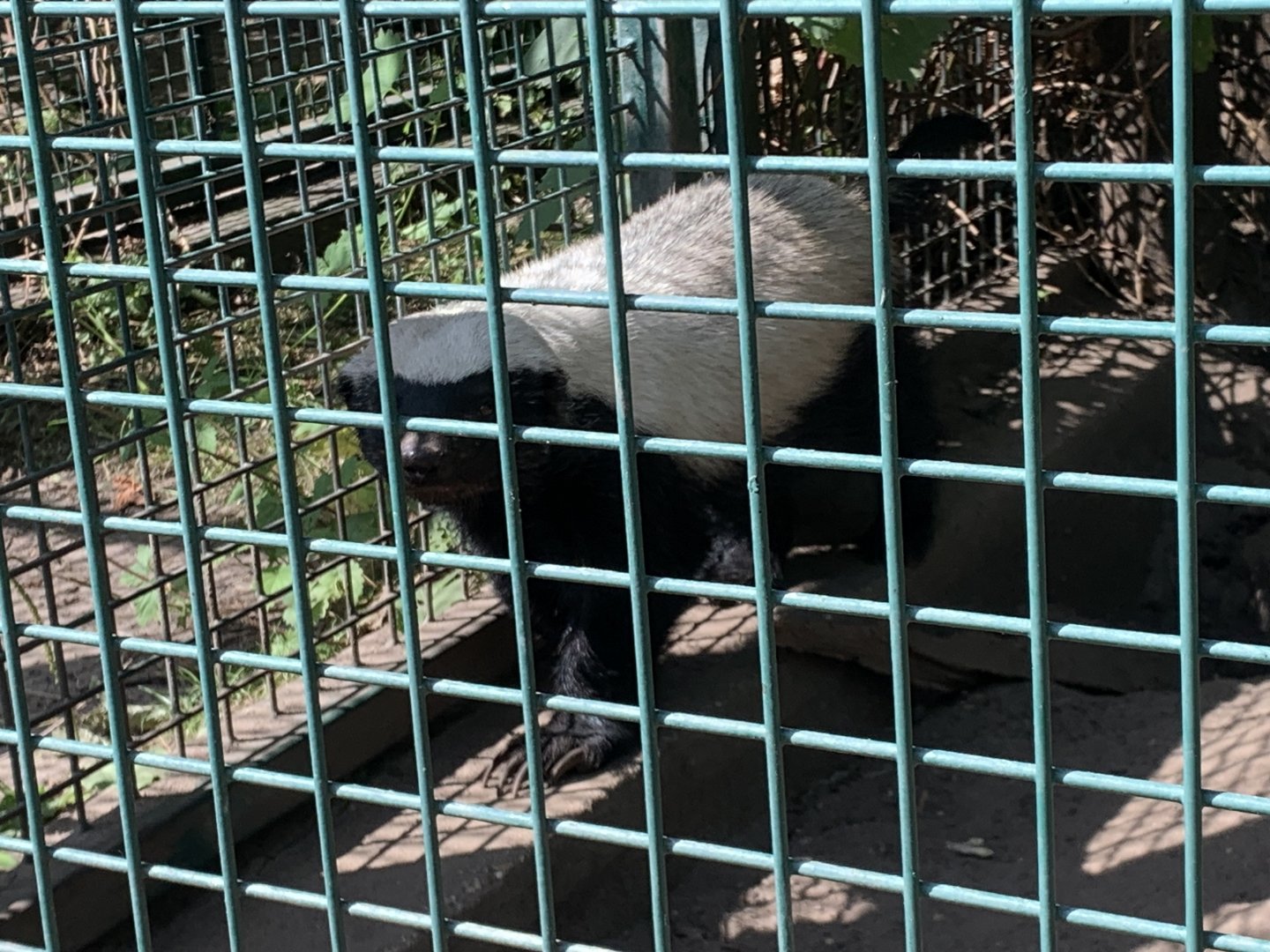 Central African ratel