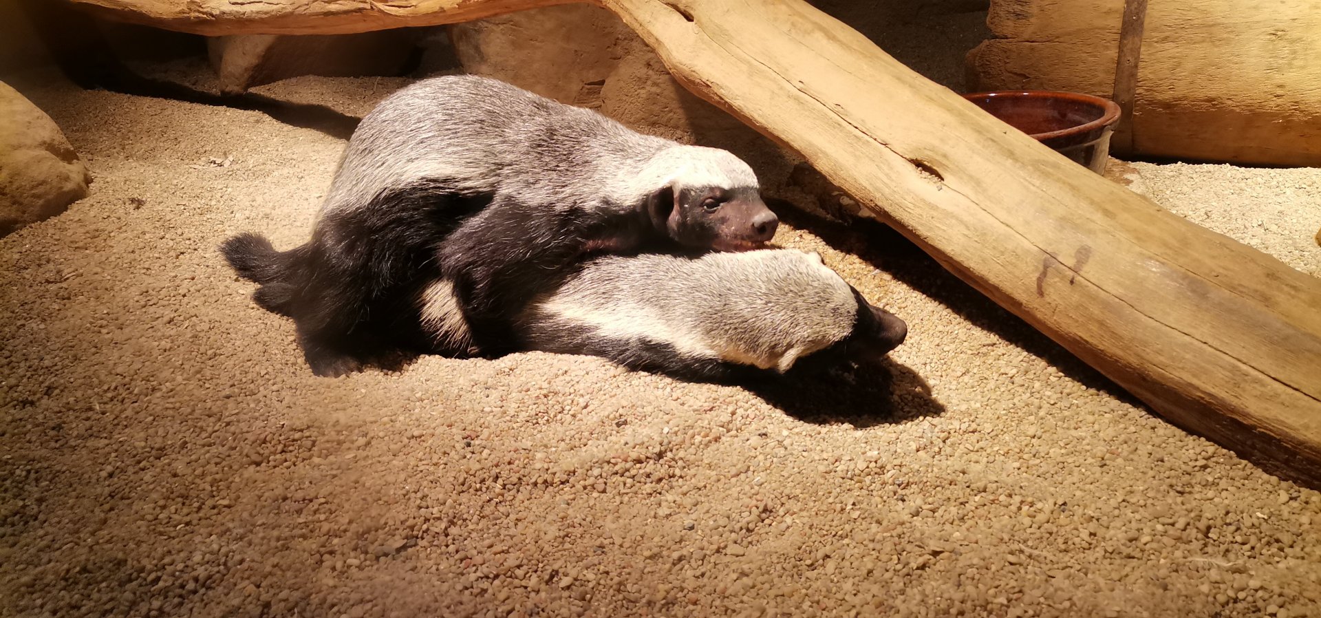 Central African Ratels