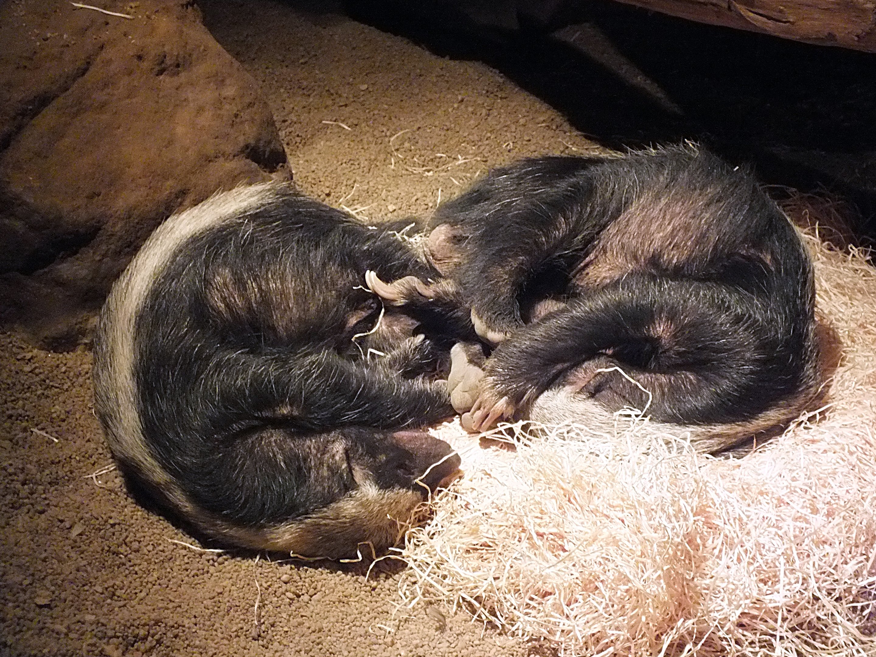 Central African ratels