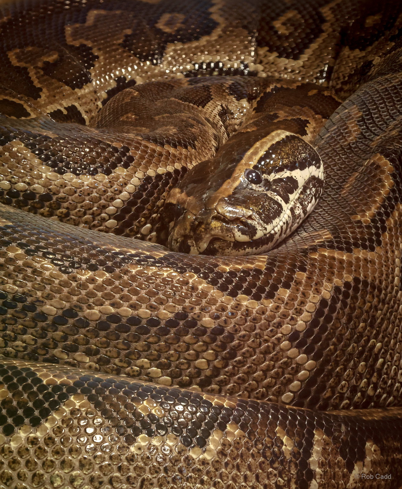 Central African rock python : Colchester Zoo : 21 Jun 2024