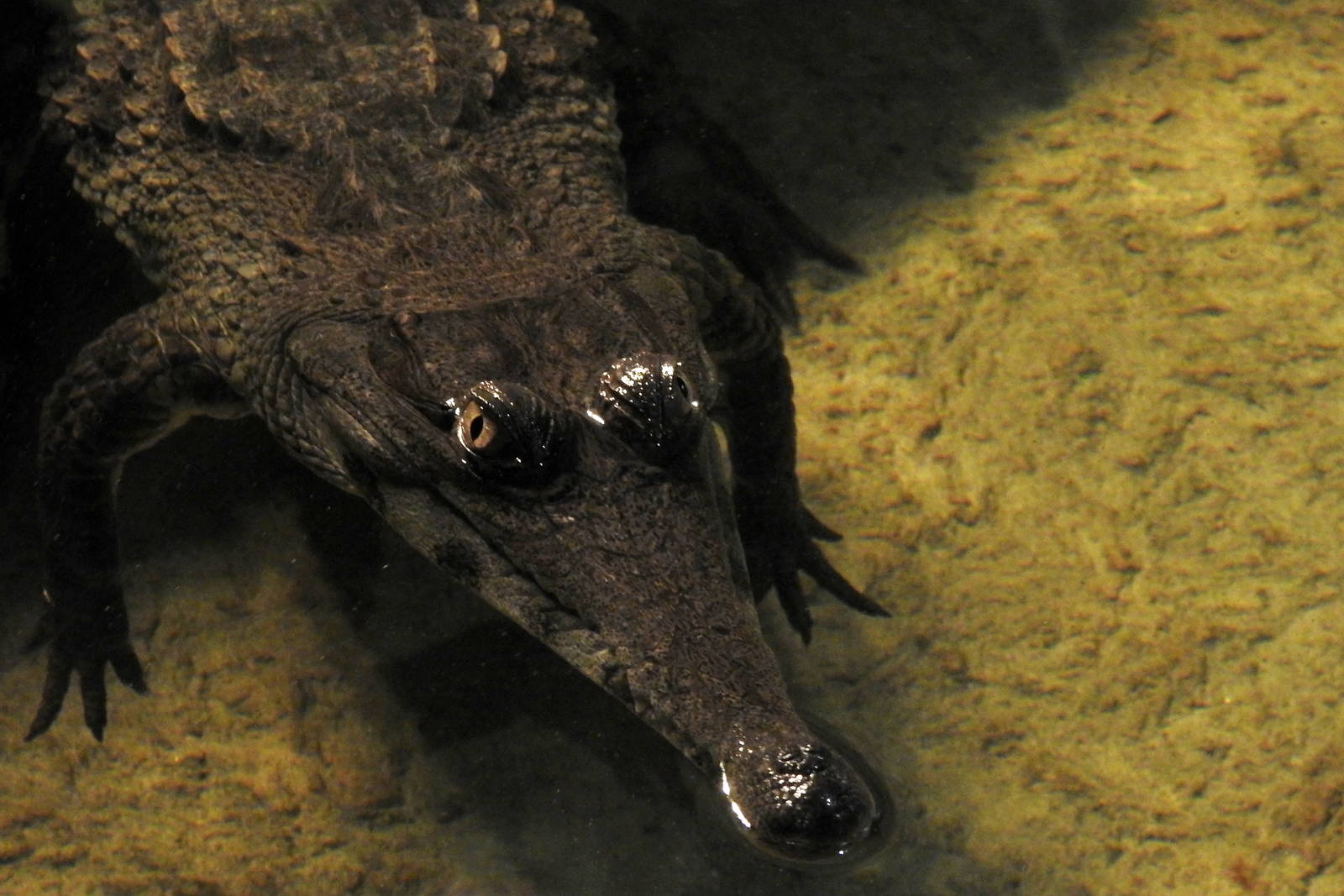 Central African Slender Snouted Crocodile