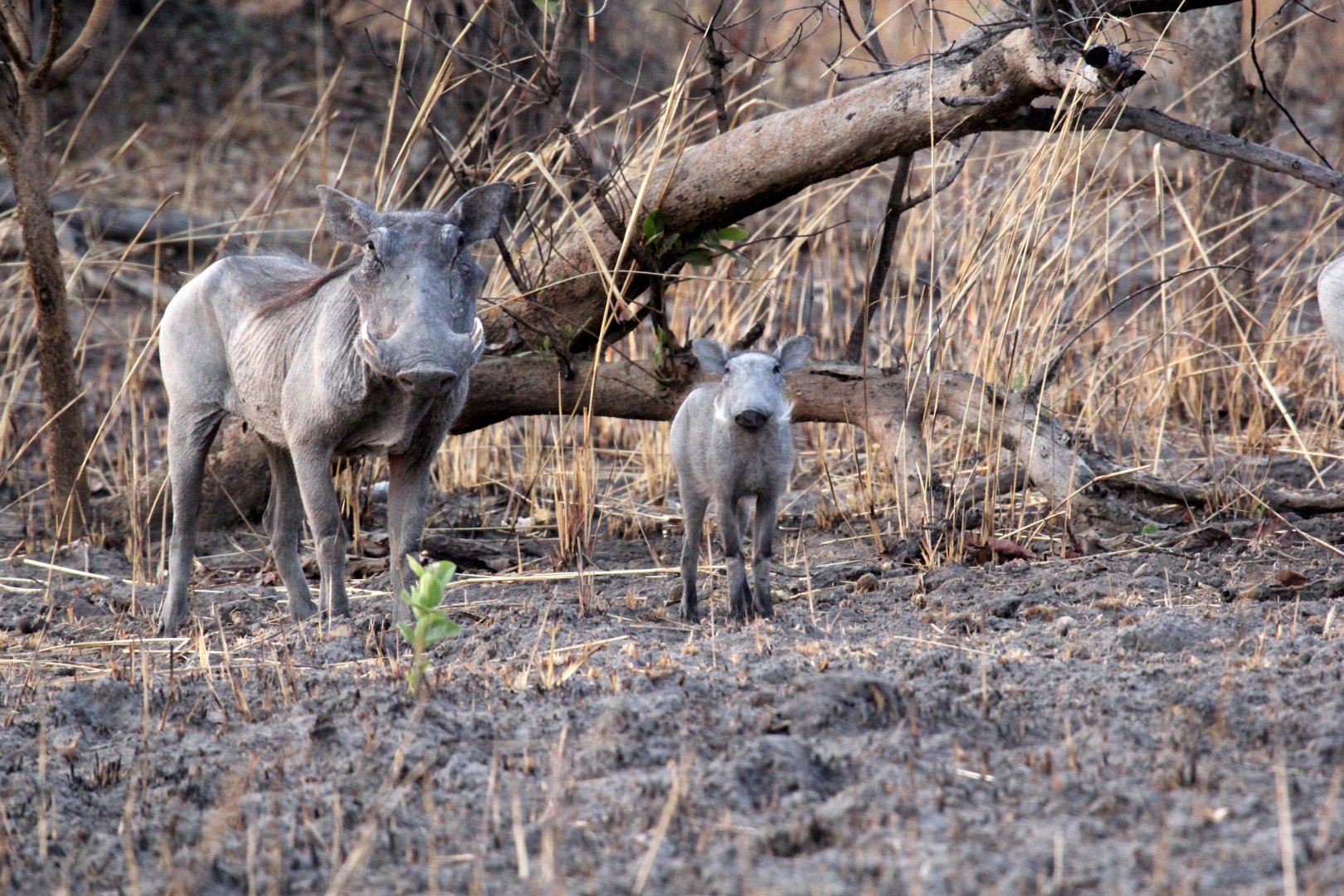 Central African warthog (Phacochoerus africanus massaicus)
