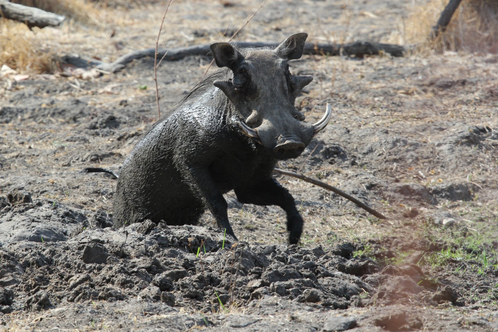 Central African warthog (Phacochoerus africanus massaicus)