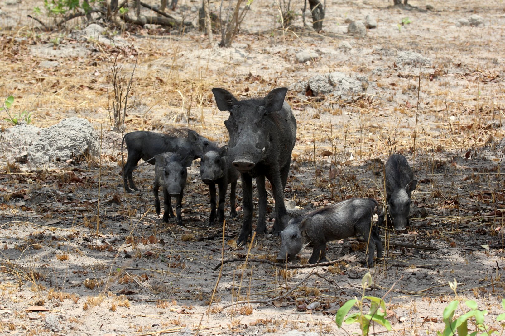 Central African warthog (Phacochoerus africanus massaicus)