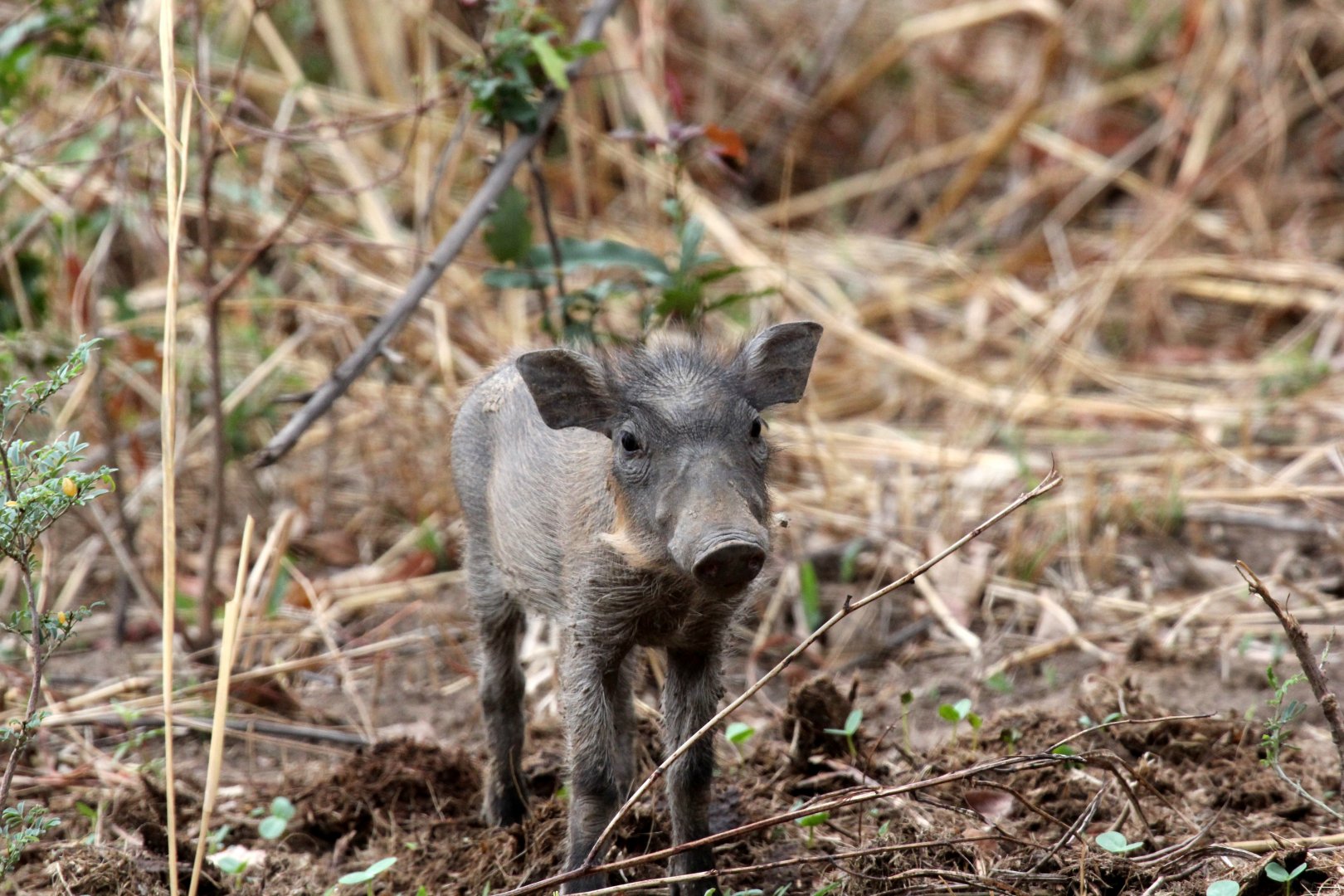 Central African warthog (Phacochoerus africanus massaicus)
