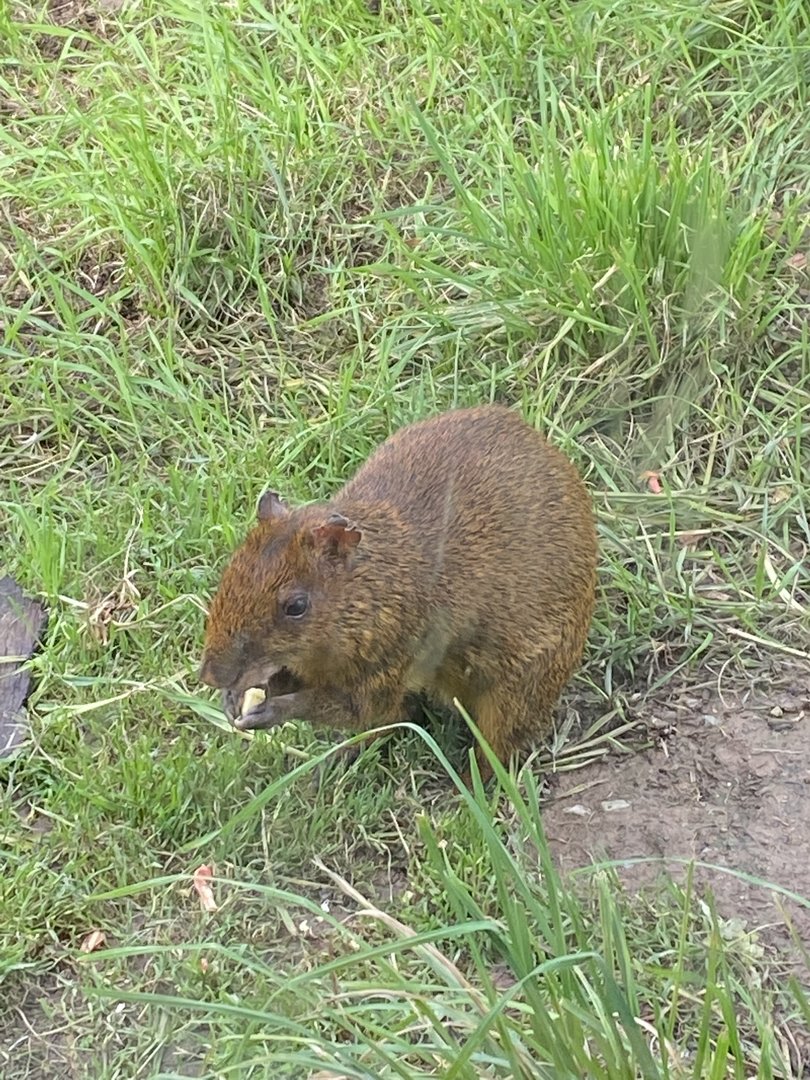Central American agouti 151022