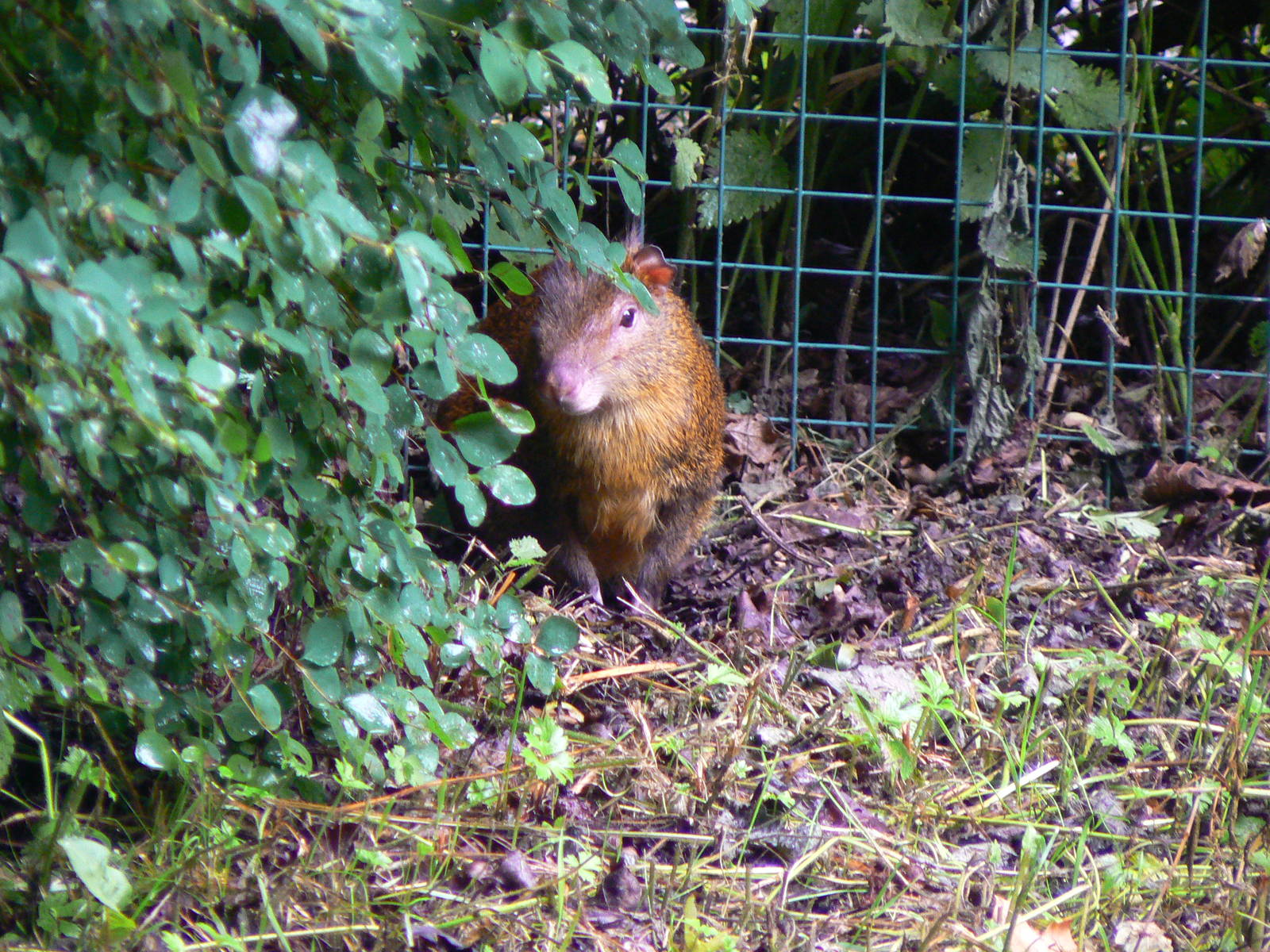 Central American Agouti - 9 July 2016