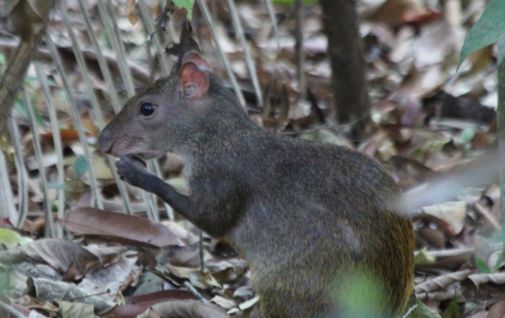Central American Agouti - Apr 2019