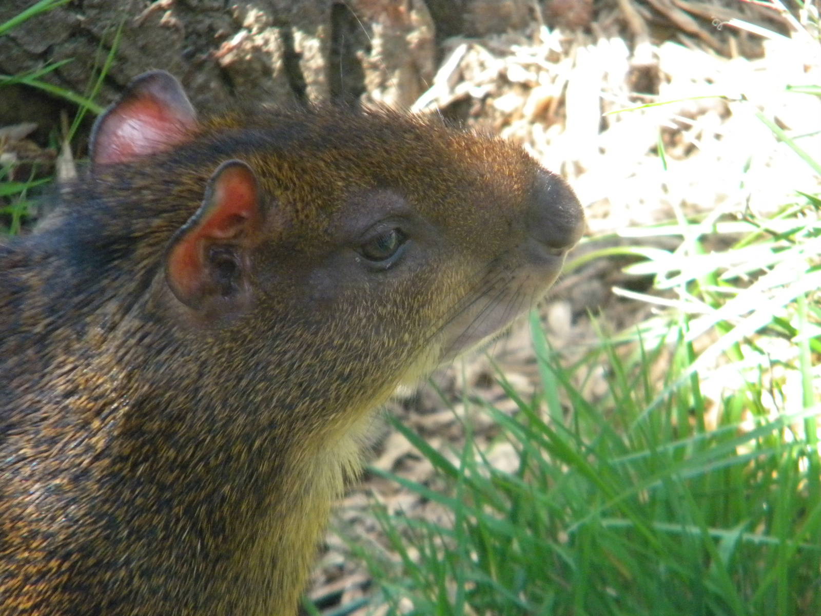 Central American Agouti at Blackpool Zoo 10th April 2011