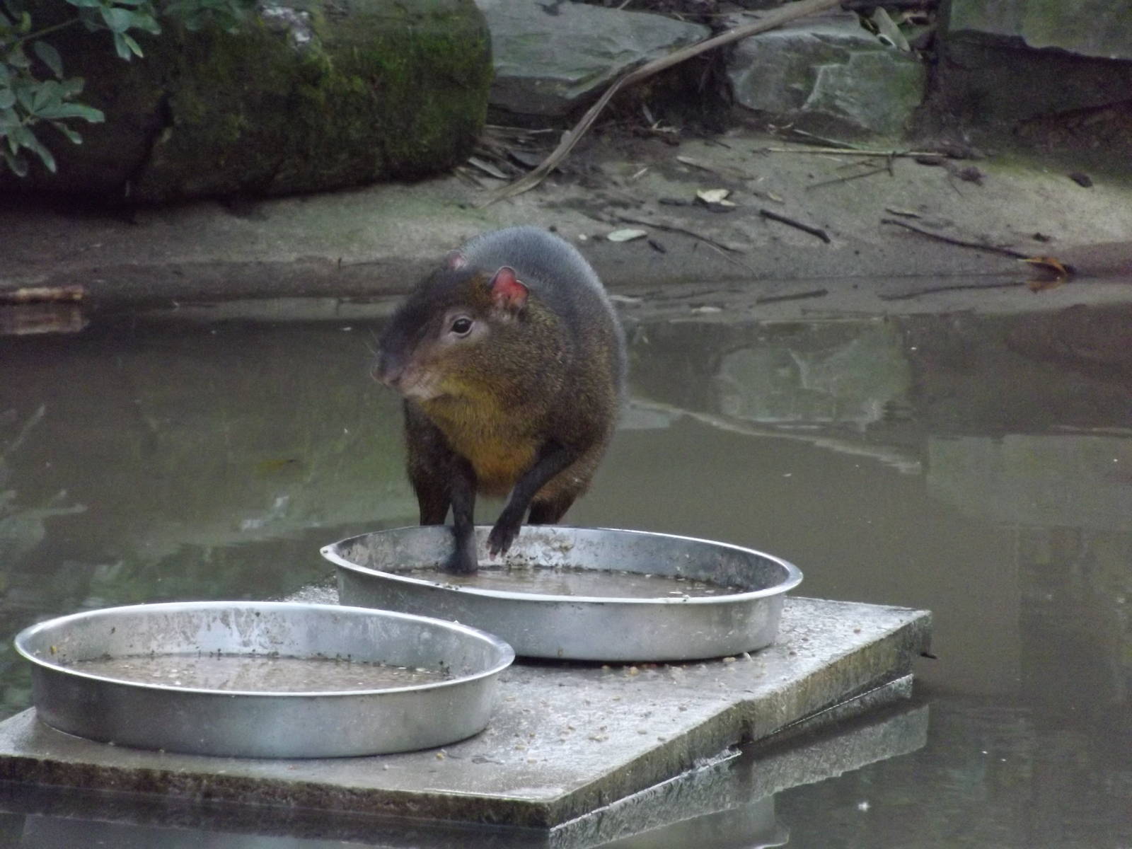 Central American agouti at Blackpool Zoo 15/01/12