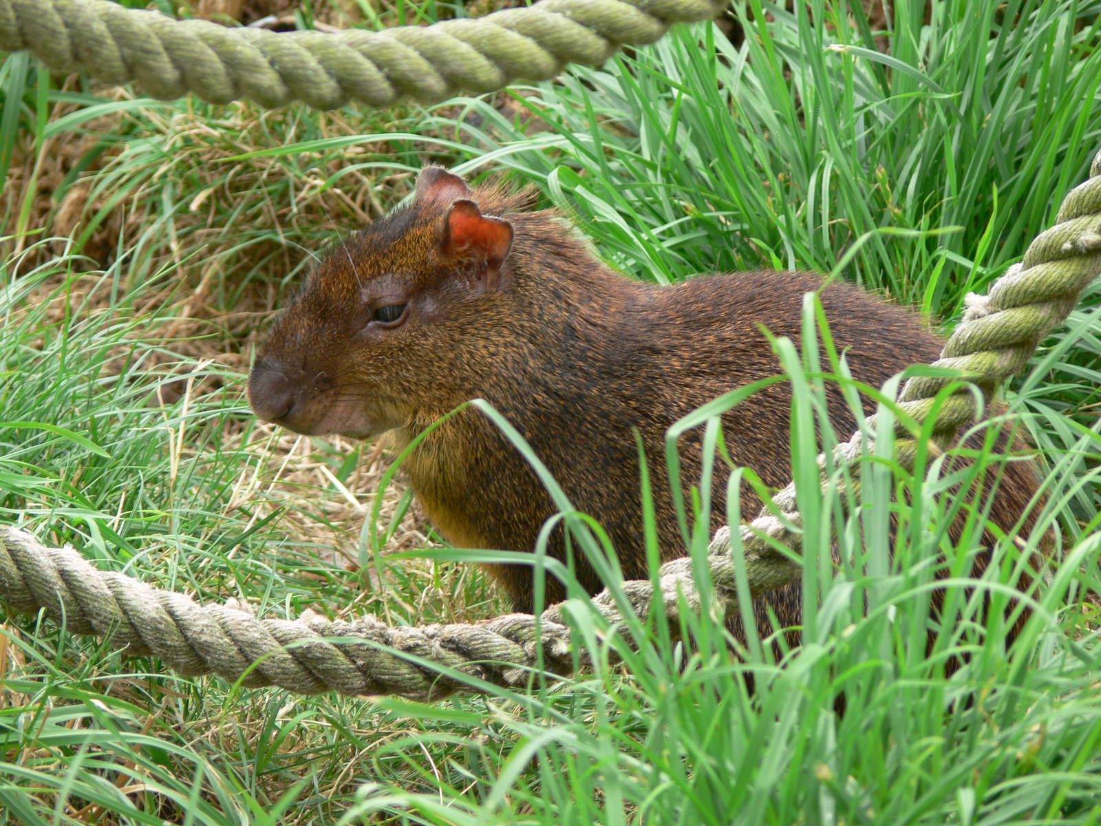 Central American Agouti at Blackpool Zoo, 16/08/14