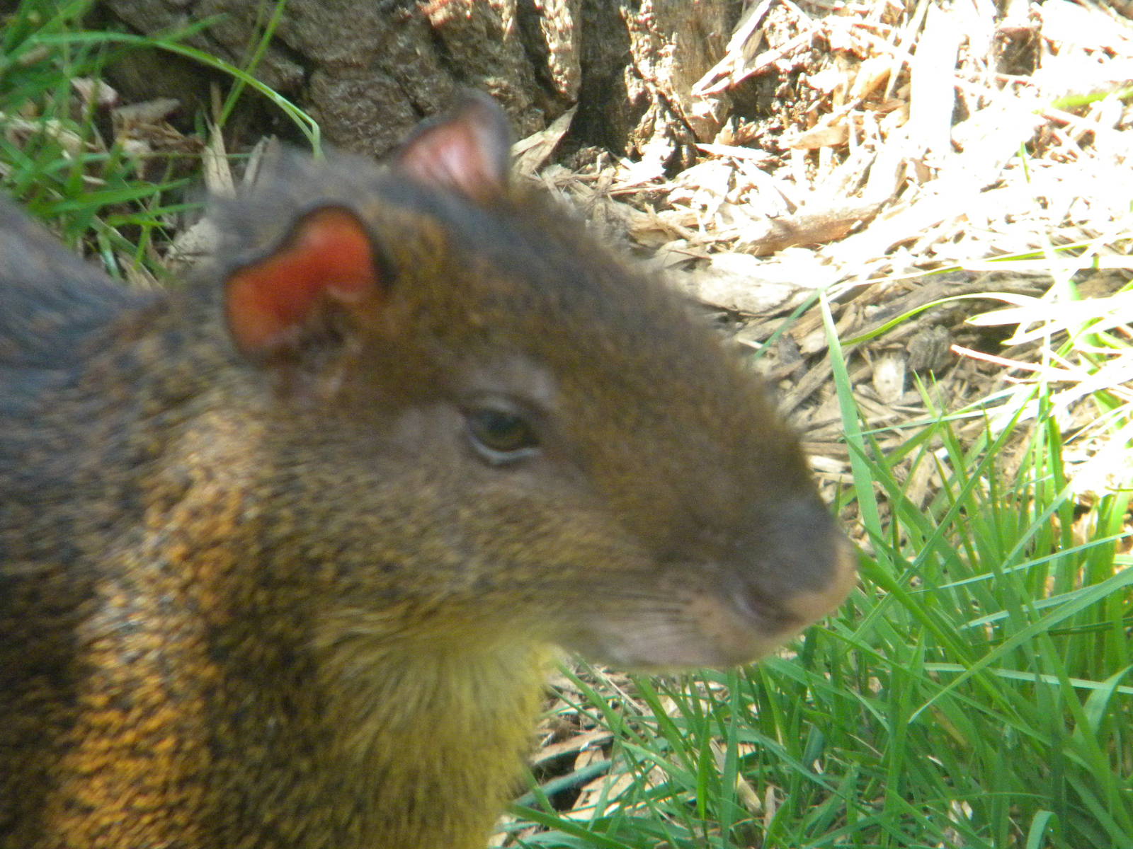 Central American Agouti at Blackpool Zoo 2011
