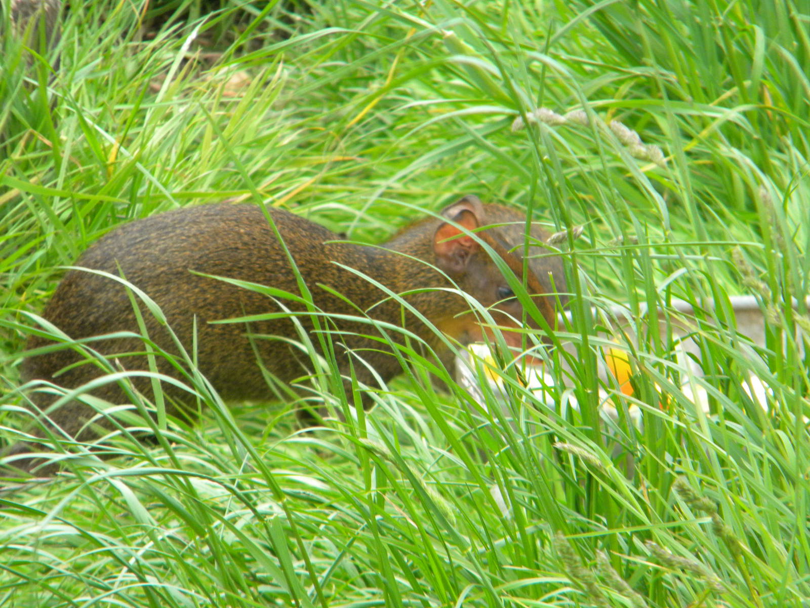 Central American Agouti at Blackpool Zoo 28511