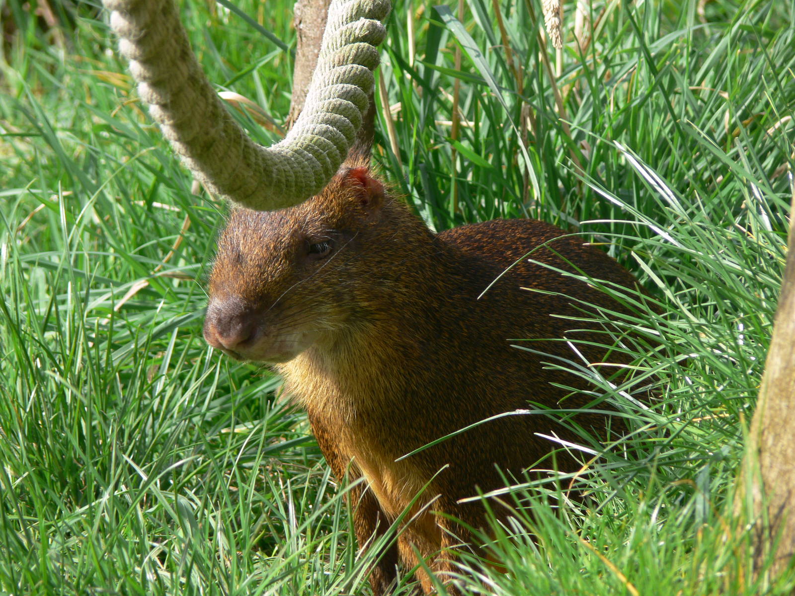 Central American Agouti at Blackpool Zoo, 30/03/14