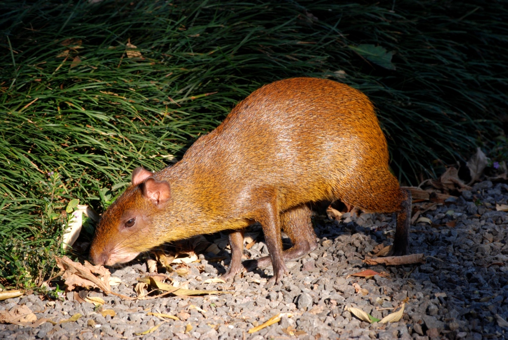 Central American Agouti at Monteverde Lodge, 19/04/14