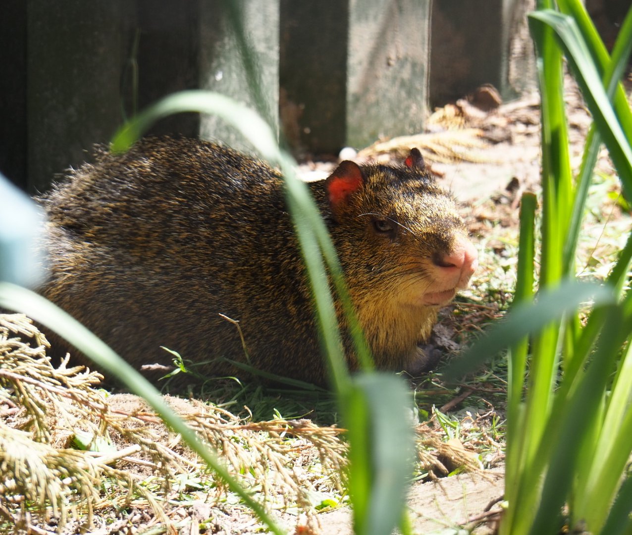 Central American agouti (Dasyprocta punctata), 2019-06-01