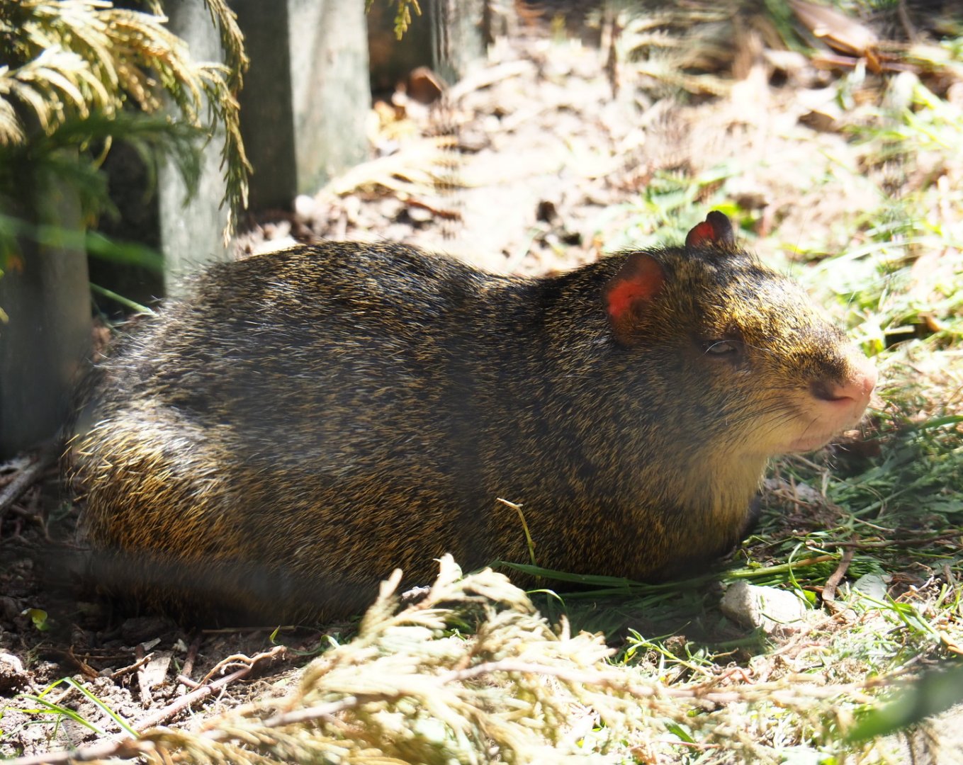 Central American agouti (Dasyprocta punctata), 2019-06-01
