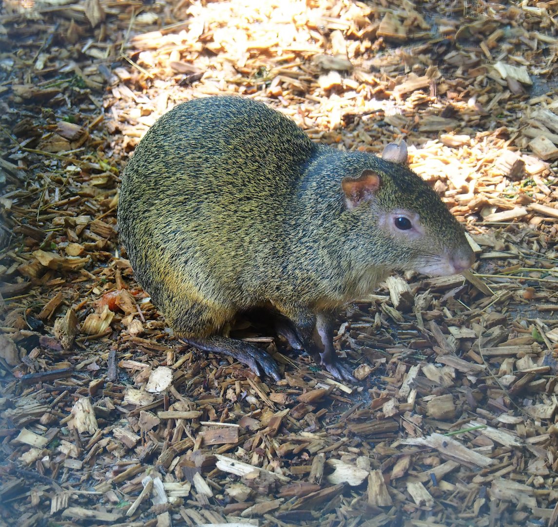 Central American agouti (Dasyprocta punctata), 2023-06-24