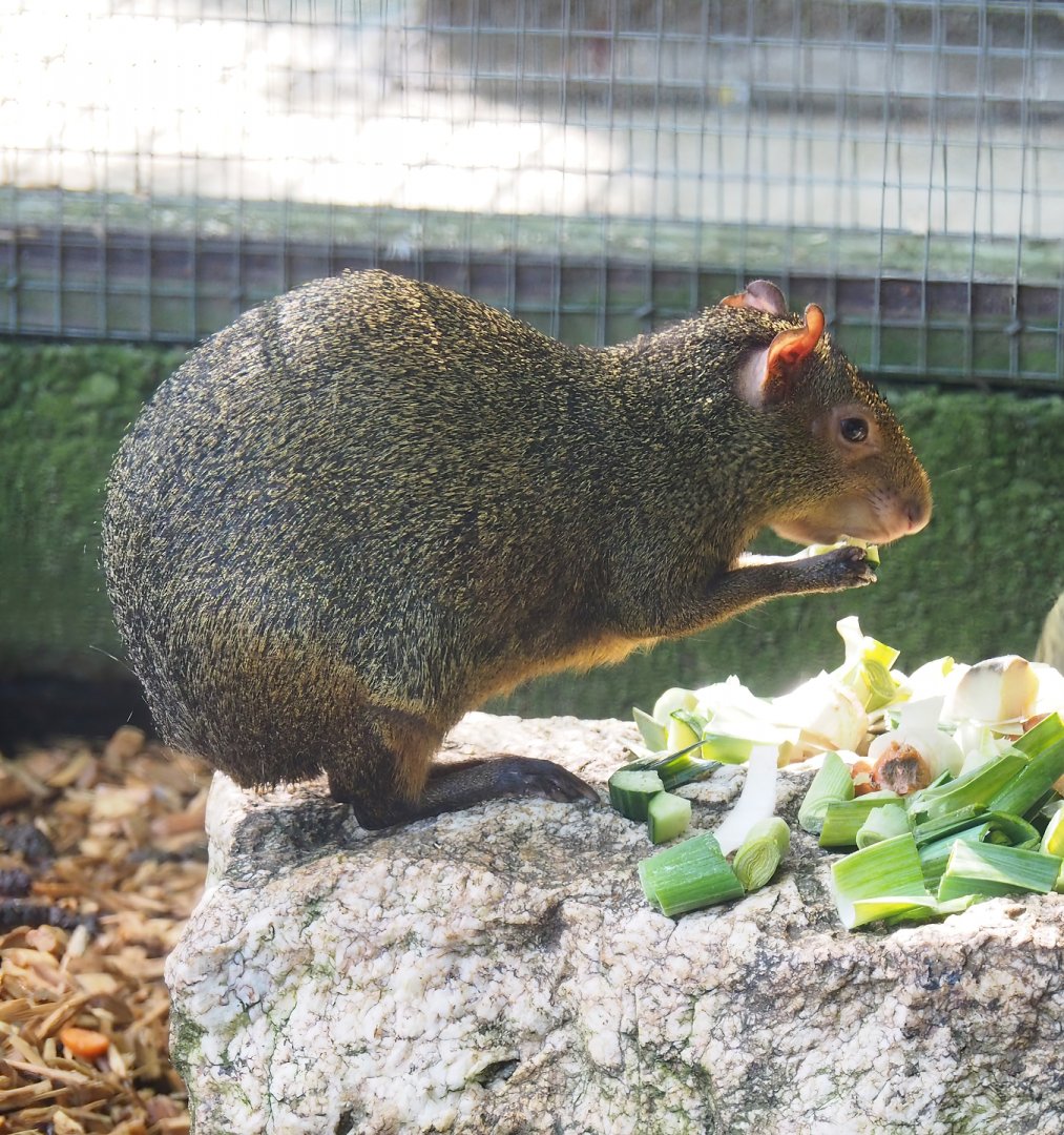 Central American agouti (Dasyprocta punctata), 2023-06-24