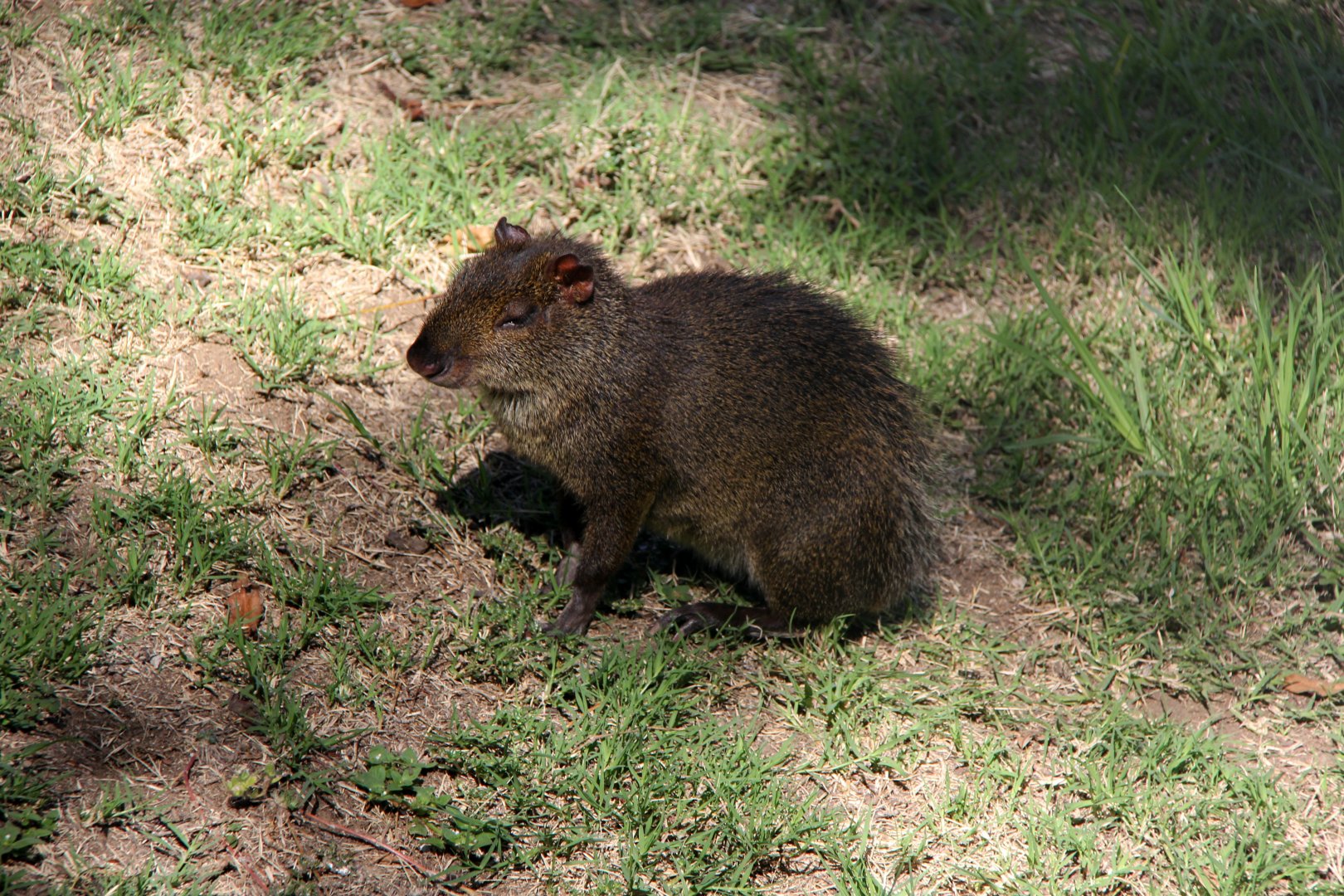 Central American agouti (Dasyprocta punctata) species ID?