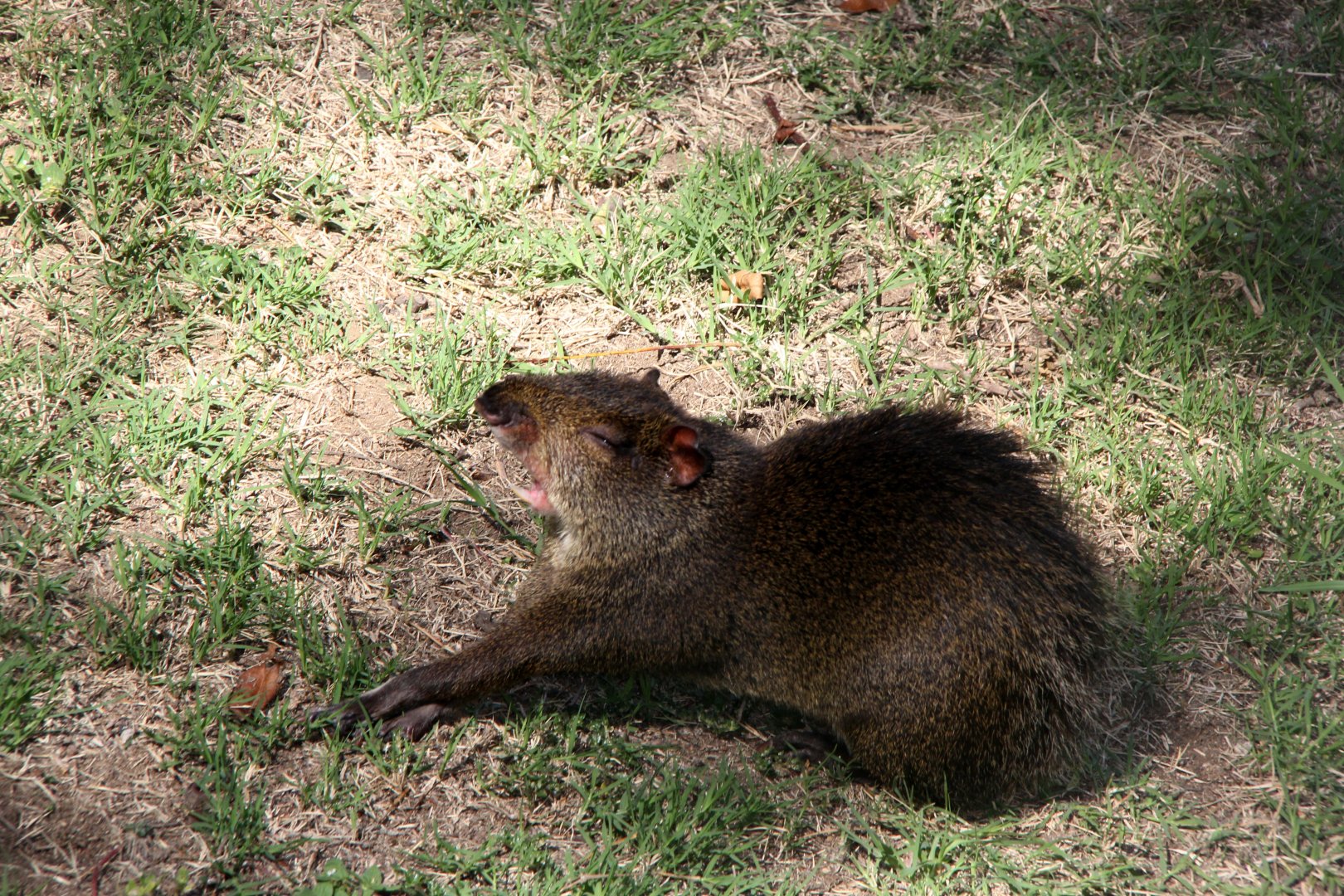 Central American agouti (Dasyprocta punctata) species ID?