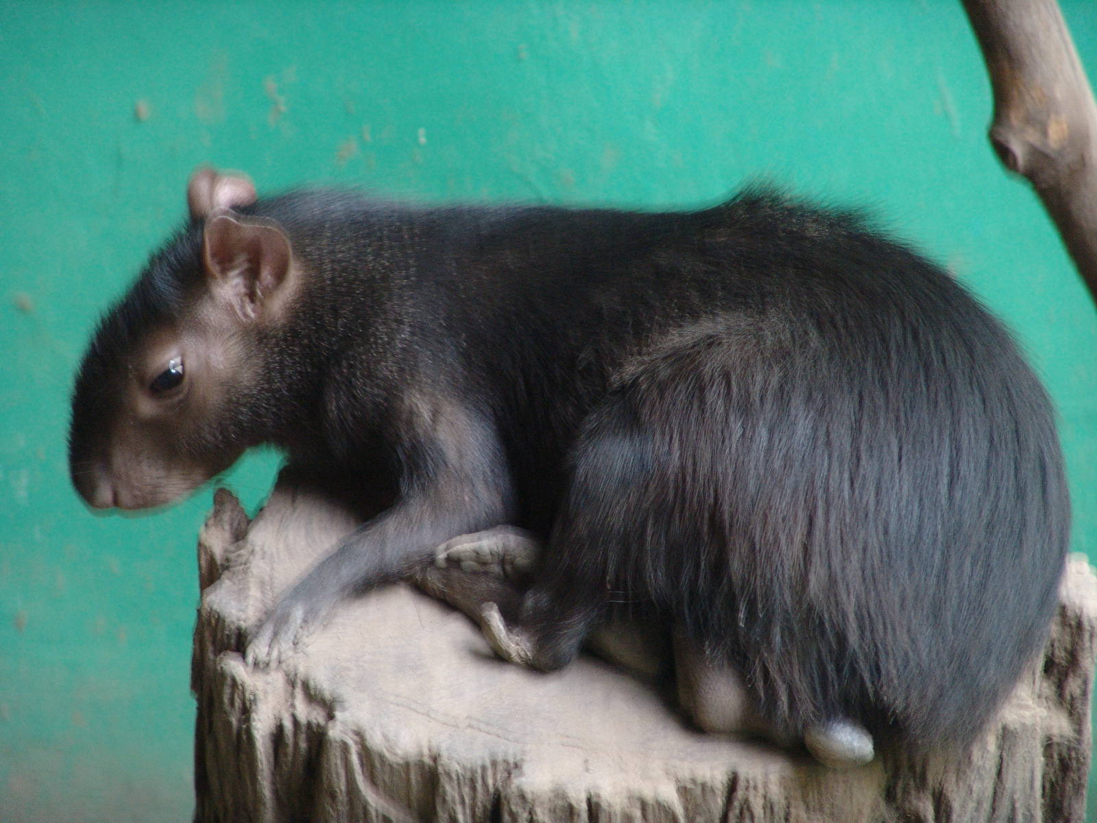 Central American Agouti (Dasyprocta punctata)