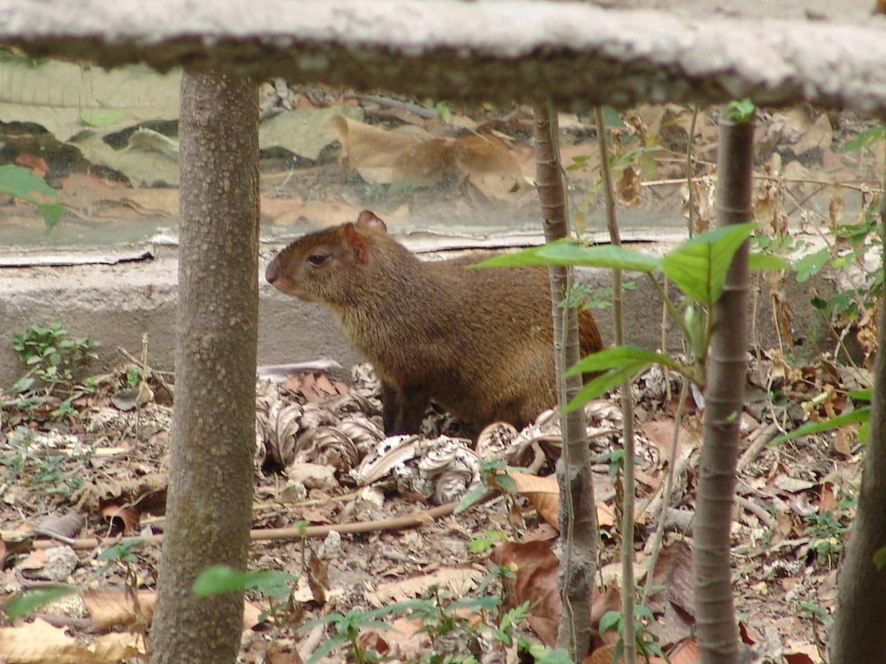 Central American Agouti (Dasyprocta punctata)