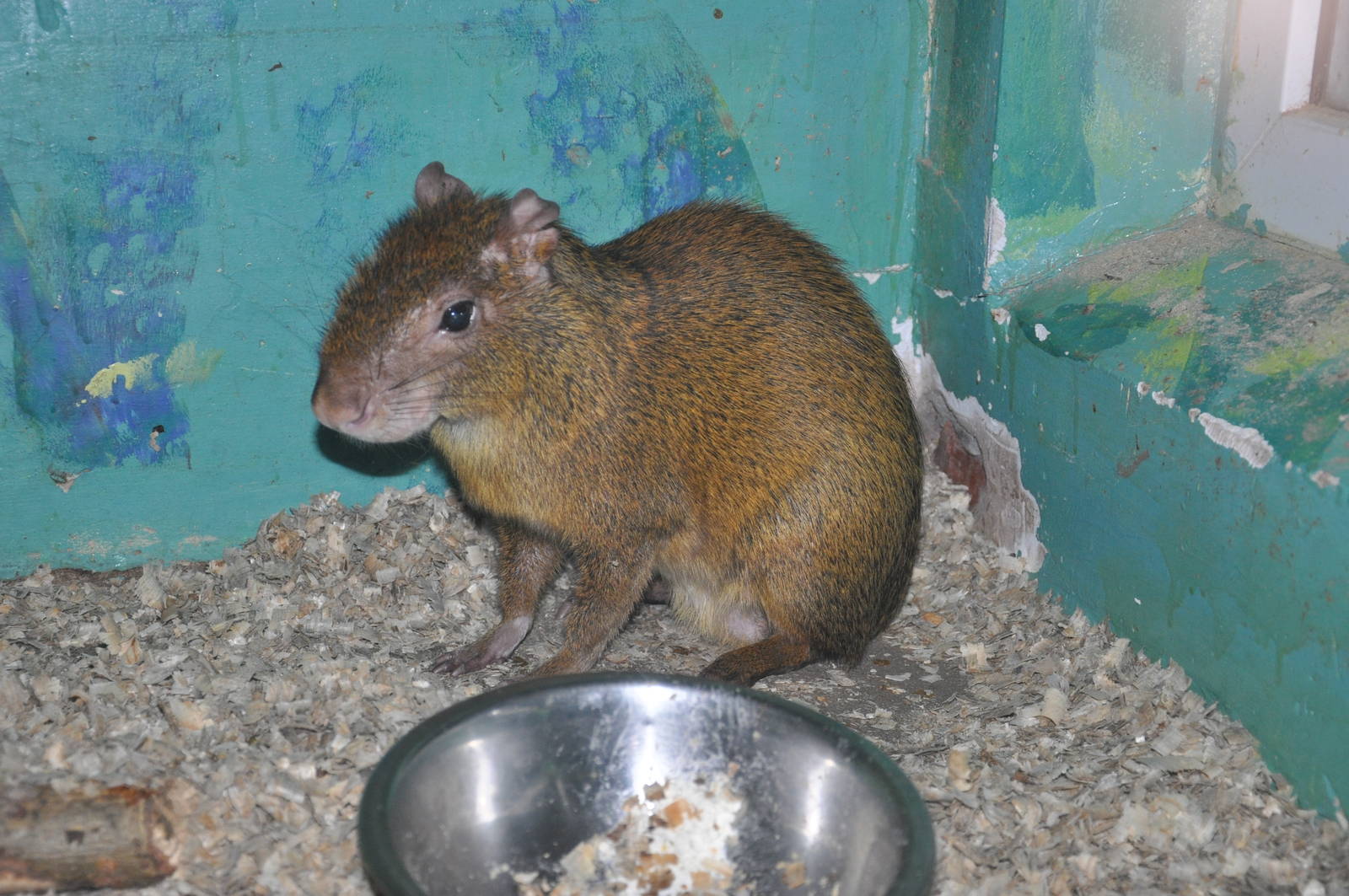 Central American agouti/ Dasyprocta punctata
