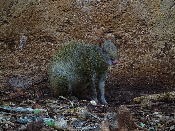 Central American agouti (Dasyprocta punctata)