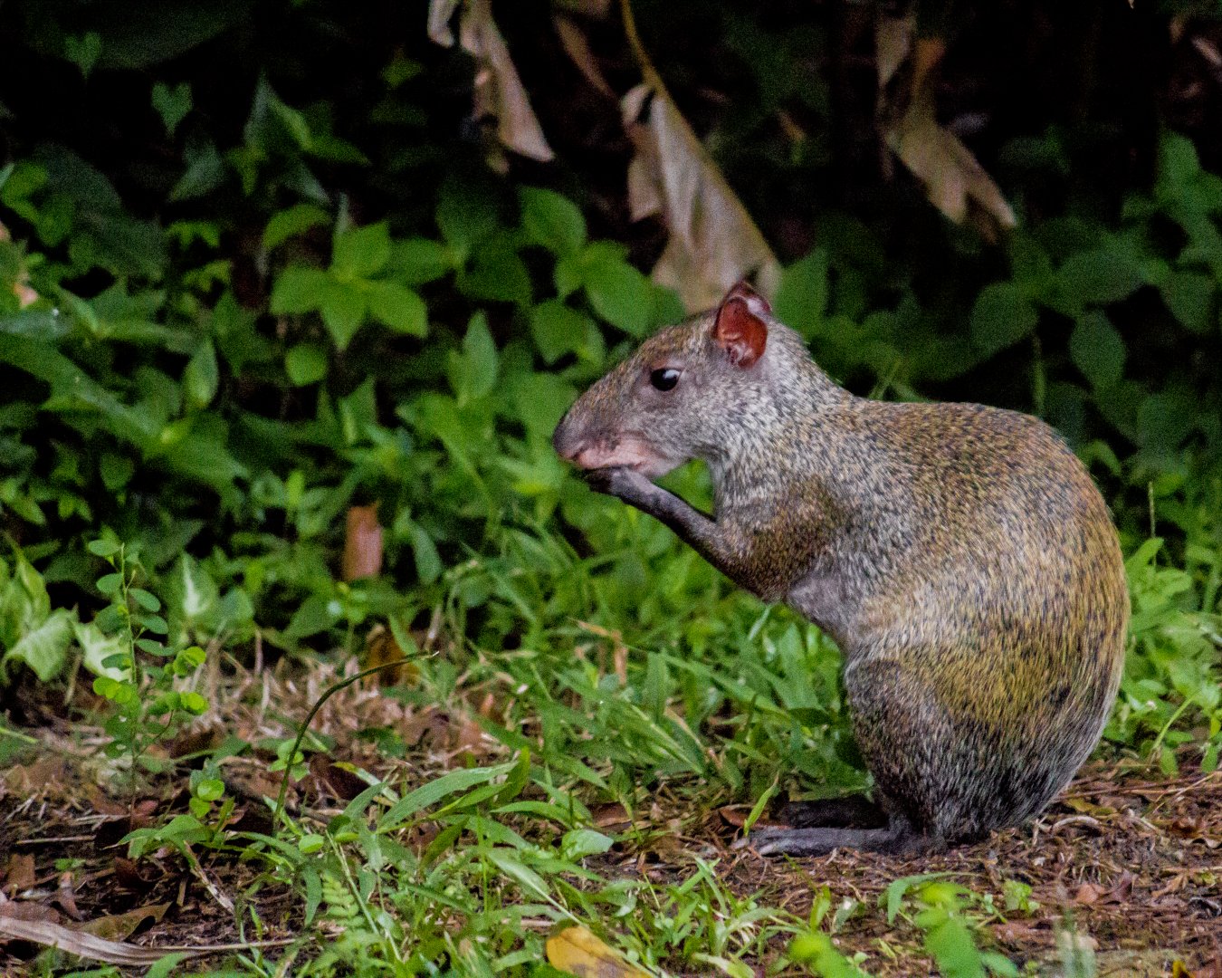 Central American agouti, Dasyprocta punctata