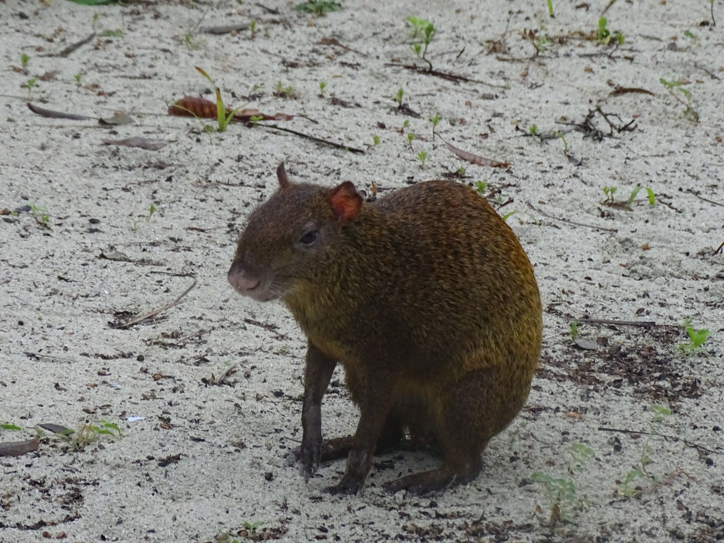 Central American agouti (Dasyprocta punctata)