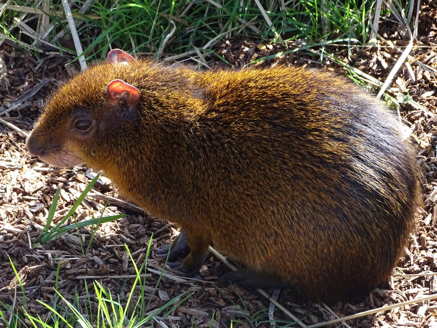 Central American agouti (Dasyprocta punctata)