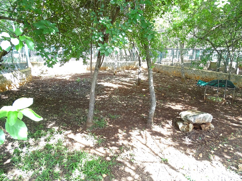 Central American agouti enclosure