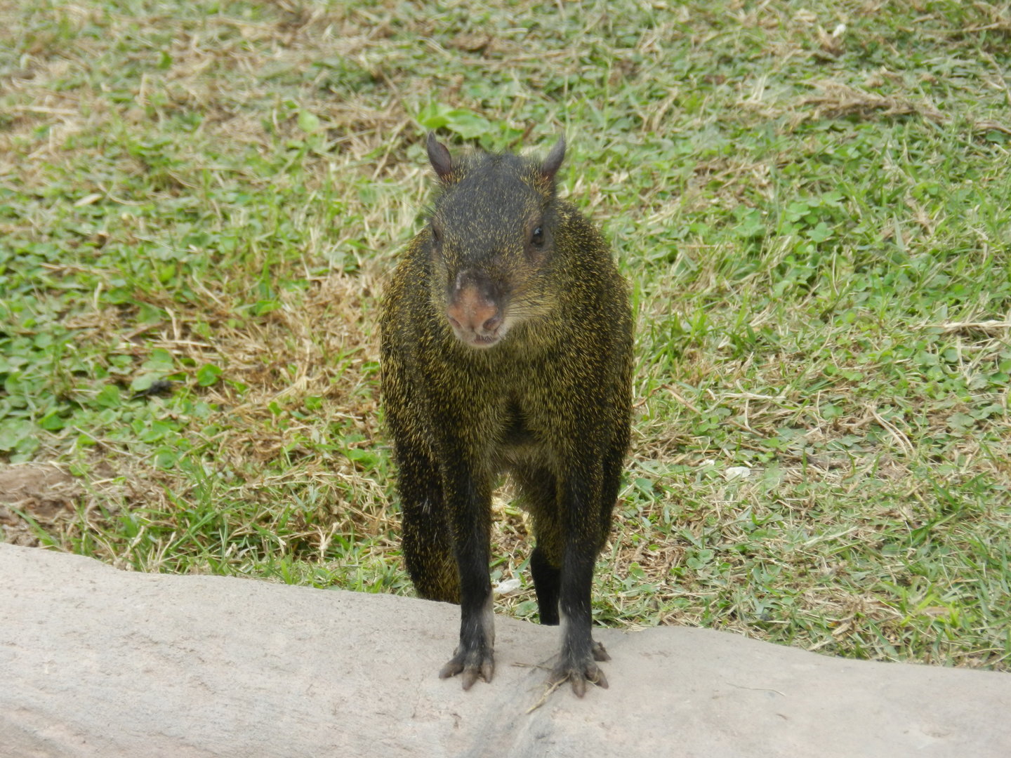 Central american agouti  - Parque de Las Leyendas