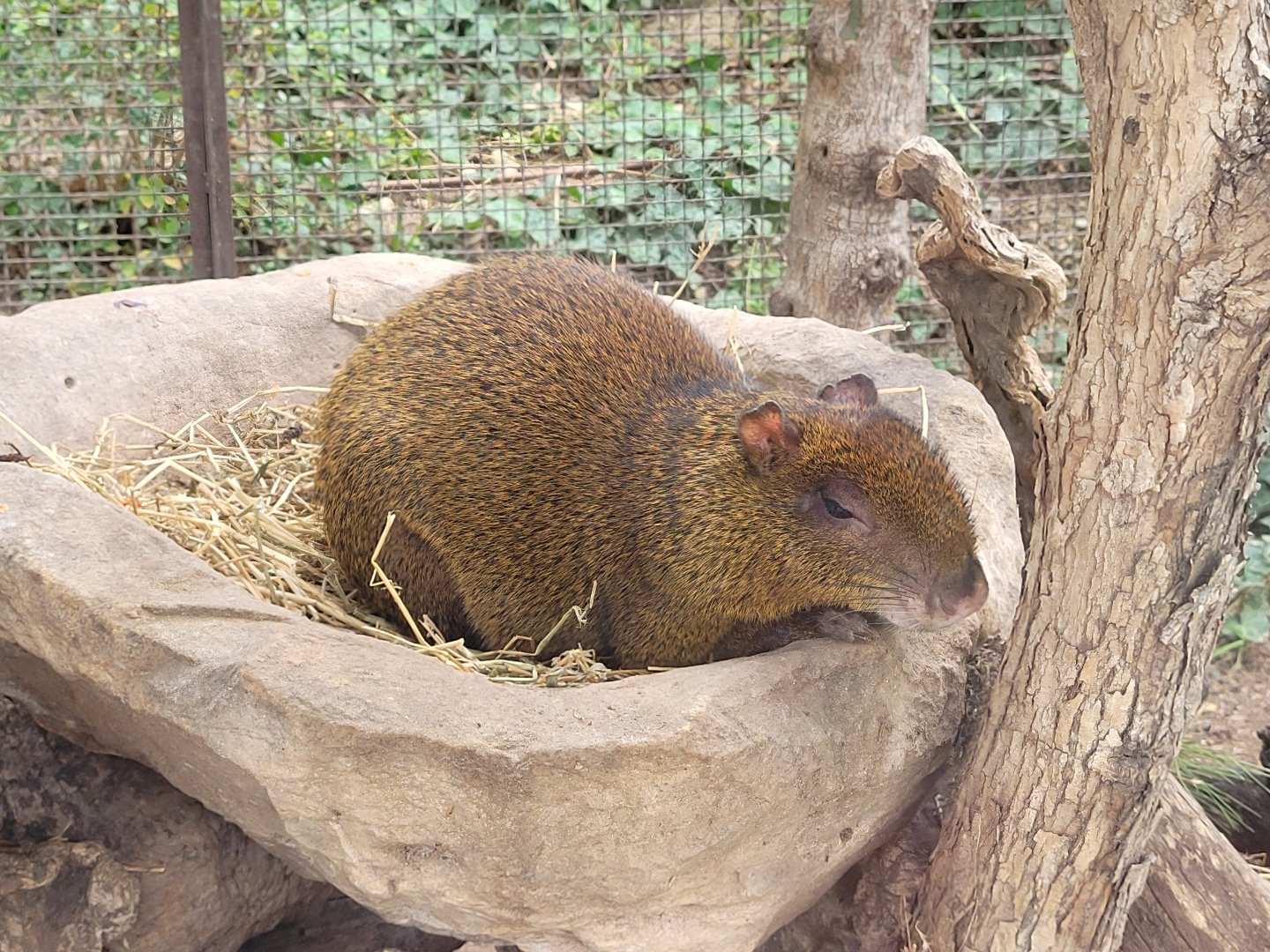 Central American agouti -TerraNatura Benidorm (2022)