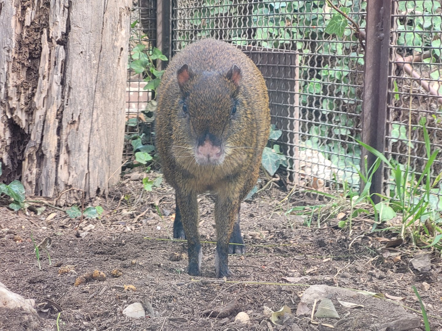 Central American agouti -TerraNatura Benidorm (2022)