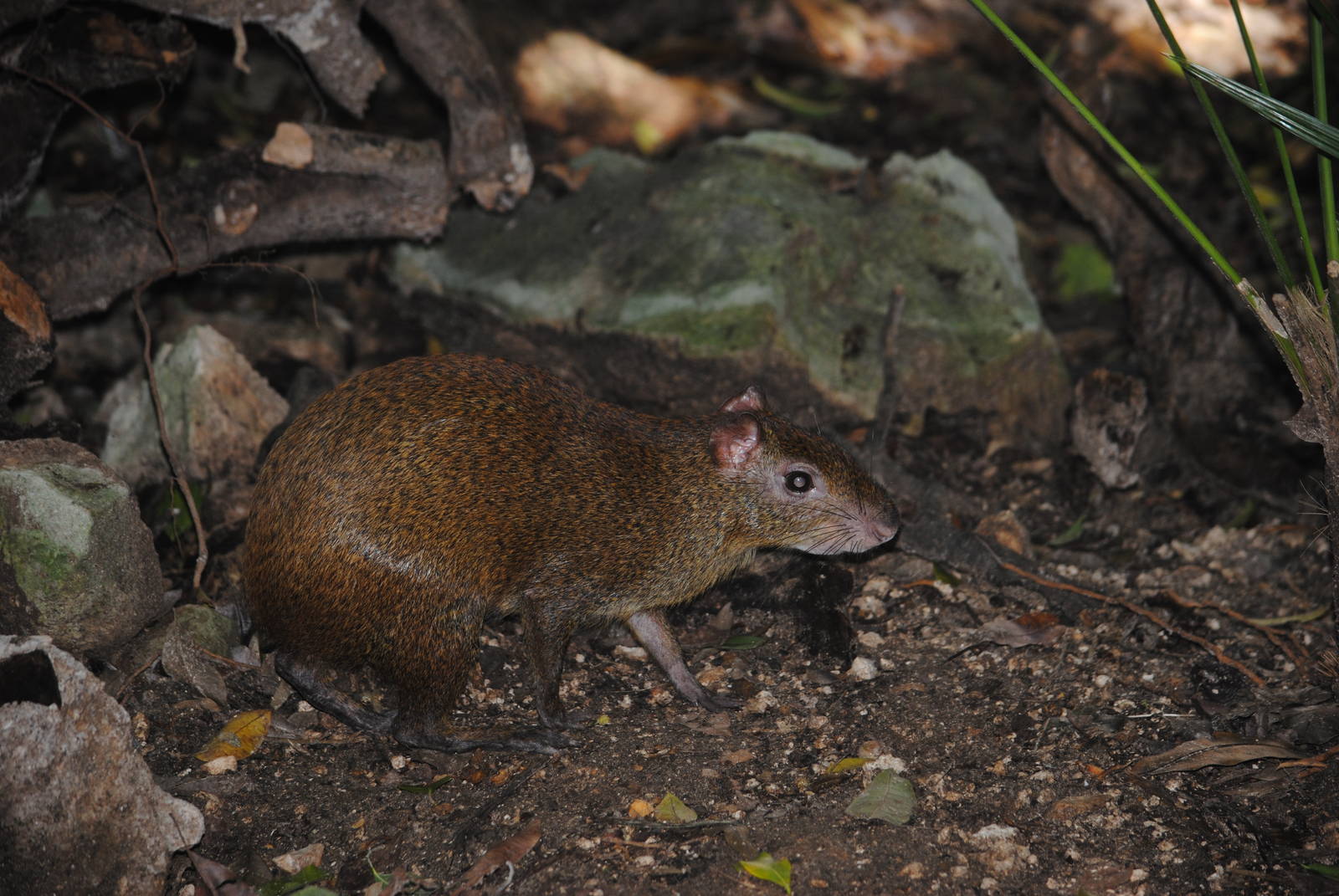 Central American Agouti