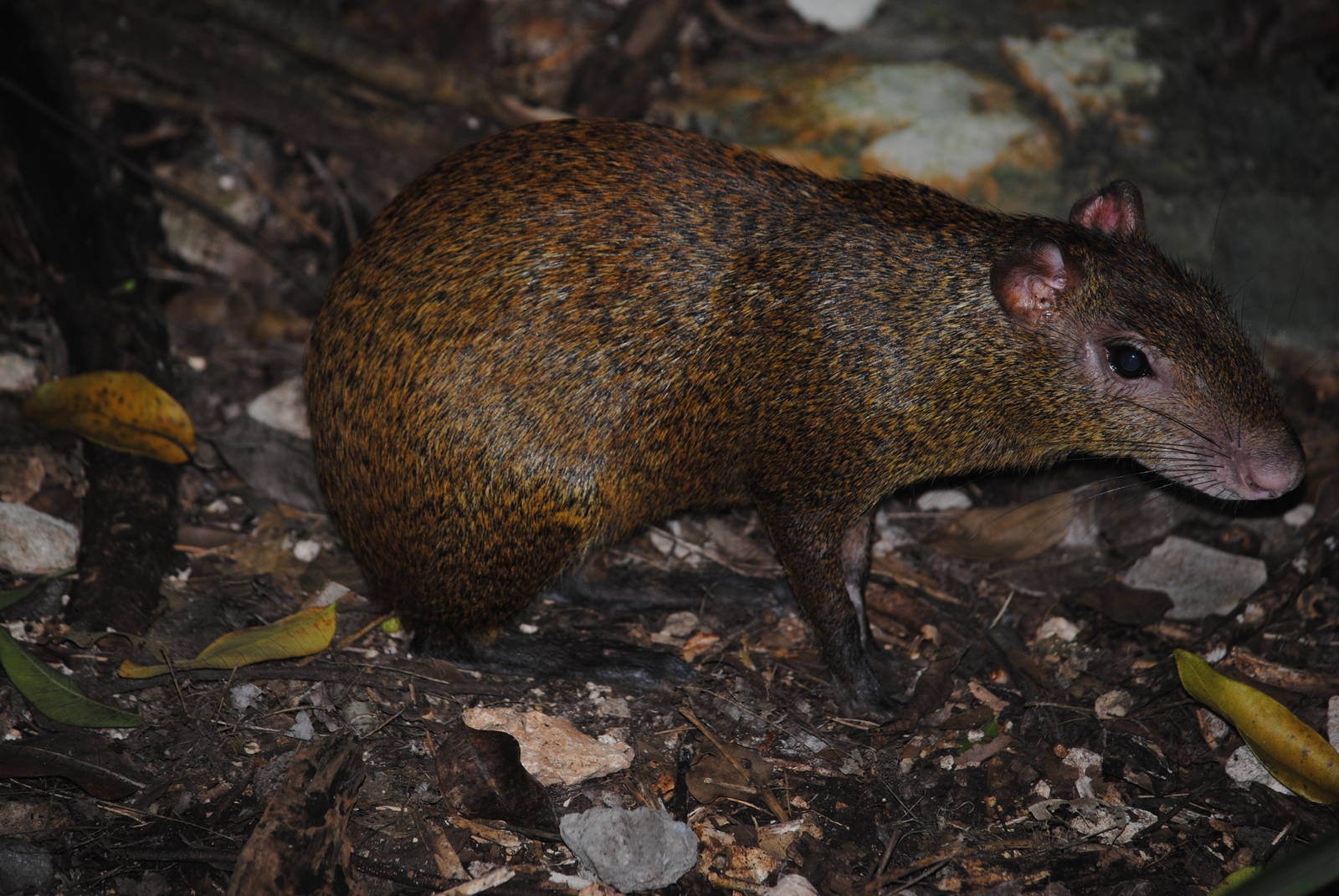 Central American Agouti