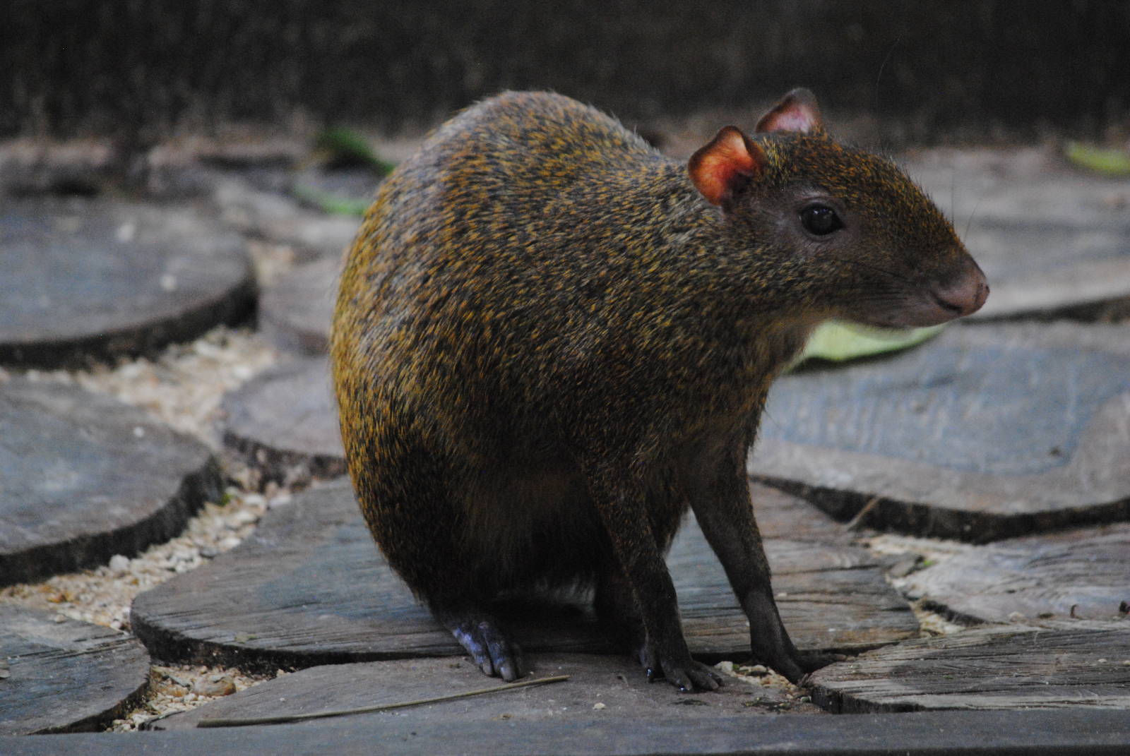 Central American Agouti