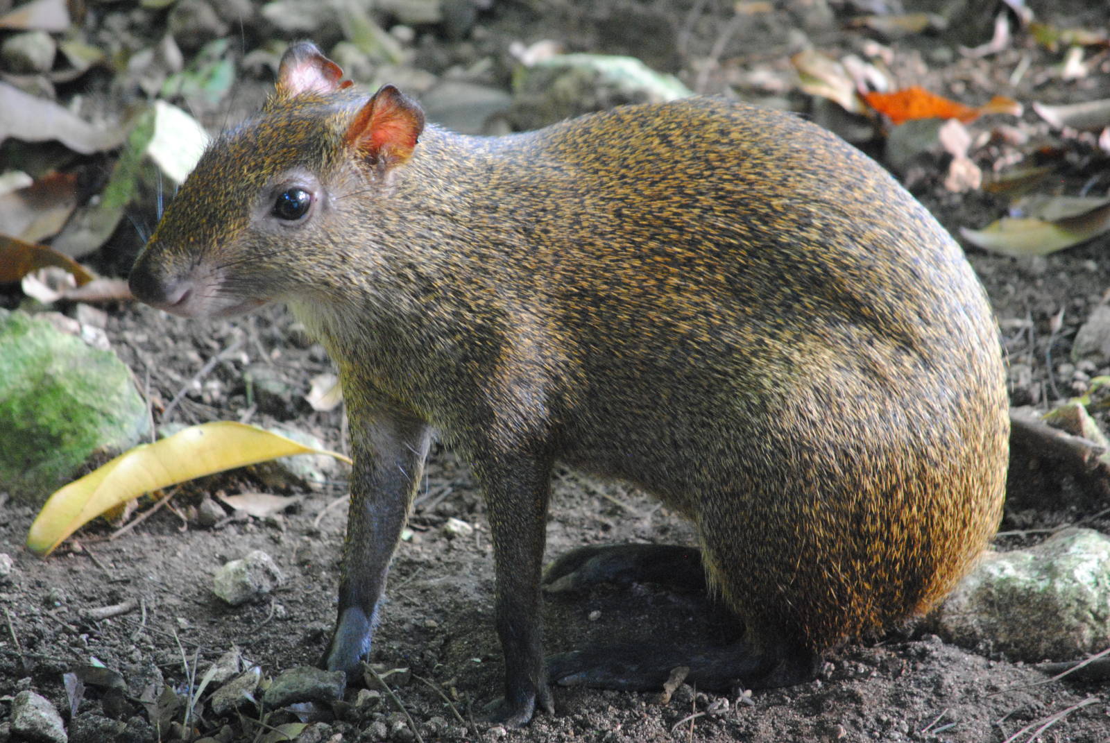 Central American Agouti