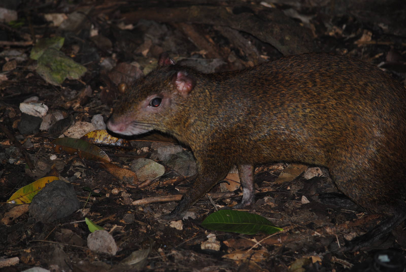 Central American Agouti