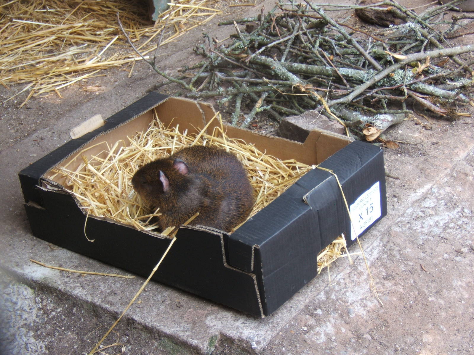 Central American Agouti