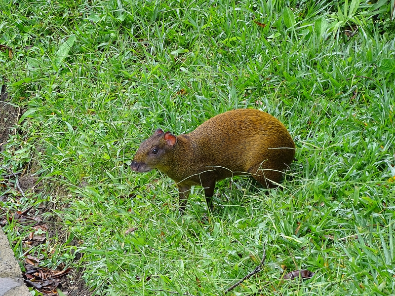 Central-American agouti