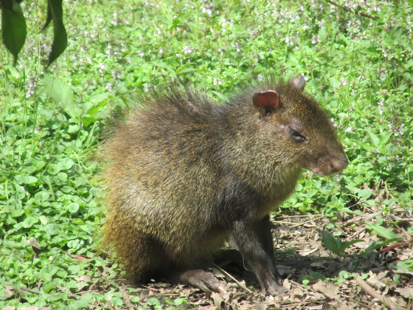 central american agouti