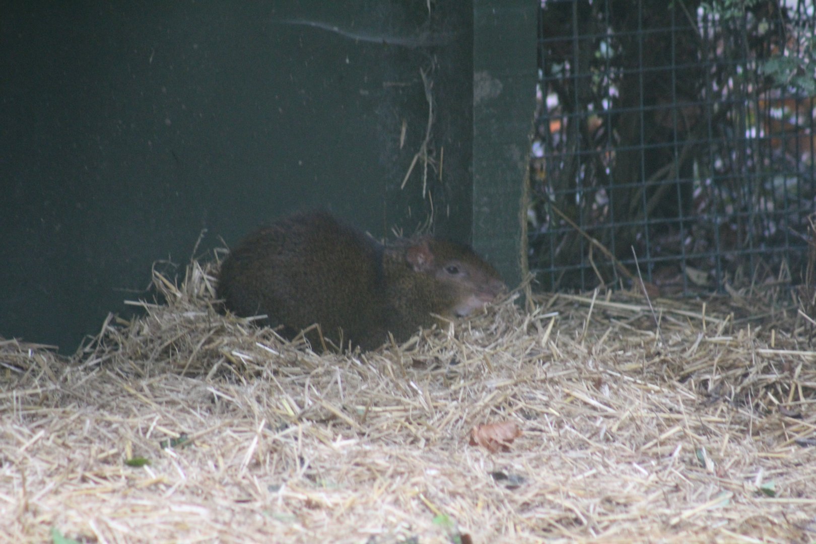 Central American Agouti